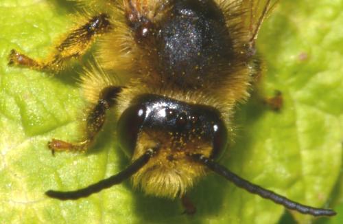 Melitta sp.